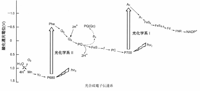 光合成電子伝達系 光合成事典